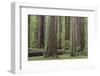 USA, California, Humboldt Redwoods State Park. Redwood tree scenic.-Jaynes Gallery-Framed Photographic Print