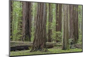 USA, California, Humboldt Redwoods State Park. Redwood tree scenic.-Jaynes Gallery-Mounted Photographic Print