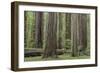 USA, California, Humboldt Redwoods State Park. Redwood tree scenic.-Jaynes Gallery-Framed Photographic Print