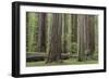 USA, California, Humboldt Redwoods State Park. Redwood tree scenic.-Jaynes Gallery-Framed Photographic Print