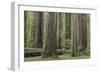 USA, California, Humboldt Redwoods State Park. Redwood tree scenic.-Jaynes Gallery-Framed Photographic Print