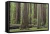 USA, California, Humboldt Redwoods State Park. Redwood tree scenic.-Jaynes Gallery-Framed Stretched Canvas