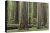 USA, California, Humboldt Redwoods State Park. Redwood tree scenic.-Jaynes Gallery-Stretched Canvas