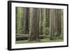 USA, California, Humboldt Redwoods State Park. Redwood tree scenic.-Jaynes Gallery-Framed Photographic Print