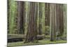 USA, California, Humboldt Redwoods State Park. Redwood tree scenic.-Jaynes Gallery-Mounted Photographic Print