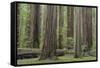 USA, California, Humboldt Redwoods State Park. Redwood tree scenic.-Jaynes Gallery-Framed Stretched Canvas