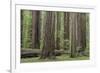 USA, California, Humboldt Redwoods State Park. Redwood tree scenic.-Jaynes Gallery-Framed Premium Photographic Print