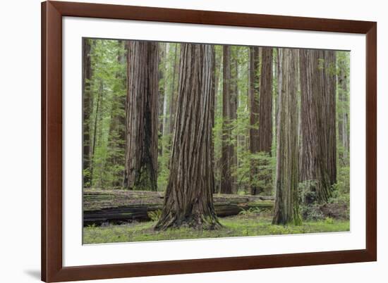 USA, California, Humboldt Redwoods State Park. Redwood tree scenic.-Jaynes Gallery-Framed Premium Photographic Print