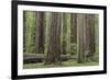 USA, California, Humboldt Redwoods State Park. Redwood tree scenic.-Jaynes Gallery-Framed Premium Photographic Print