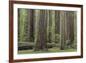 USA, California, Humboldt Redwoods State Park. Redwood tree scenic.-Jaynes Gallery-Framed Premium Photographic Print