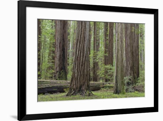 USA, California, Humboldt Redwoods State Park. Redwood tree scenic.-Jaynes Gallery-Framed Premium Photographic Print