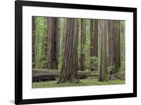 USA, California, Humboldt Redwoods State Park. Redwood tree scenic.-Jaynes Gallery-Framed Premium Photographic Print