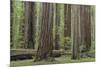 USA, California, Humboldt Redwoods State Park. Redwood tree scenic.-Jaynes Gallery-Mounted Premium Photographic Print