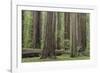 USA, California, Humboldt Redwoods State Park. Redwood tree scenic.-Jaynes Gallery-Framed Photographic Print