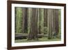 USA, California, Humboldt Redwoods State Park. Redwood tree scenic.-Jaynes Gallery-Framed Photographic Print