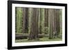 USA, California, Humboldt Redwoods State Park. Redwood tree scenic.-Jaynes Gallery-Framed Photographic Print