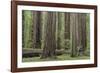 USA, California, Humboldt Redwoods State Park. Redwood tree scenic.-Jaynes Gallery-Framed Photographic Print