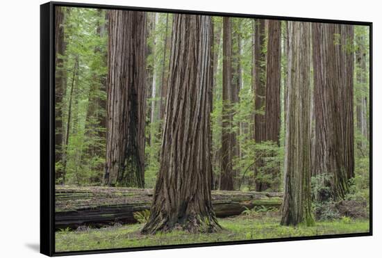 USA, California, Humboldt Redwoods State Park. Redwood tree scenic.-Jaynes Gallery-Framed Stretched Canvas