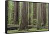 USA, California, Humboldt Redwoods State Park. Redwood tree scenic.-Jaynes Gallery-Framed Stretched Canvas