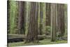 USA, California, Humboldt Redwoods State Park. Redwood tree scenic.-Jaynes Gallery-Stretched Canvas