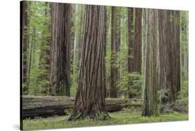 USA, California, Humboldt Redwoods State Park. Redwood tree scenic.-Jaynes Gallery-Stretched Canvas