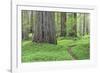 USA, California, Humboldt Redwoods State Park. Redwood tree scenic.-Jaynes Gallery-Framed Photographic Print