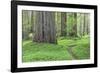 USA, California, Humboldt Redwoods State Park. Redwood tree scenic.-Jaynes Gallery-Framed Photographic Print