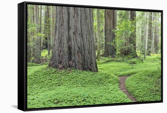 USA, California, Humboldt Redwoods State Park. Redwood tree scenic.-Jaynes Gallery-Framed Stretched Canvas