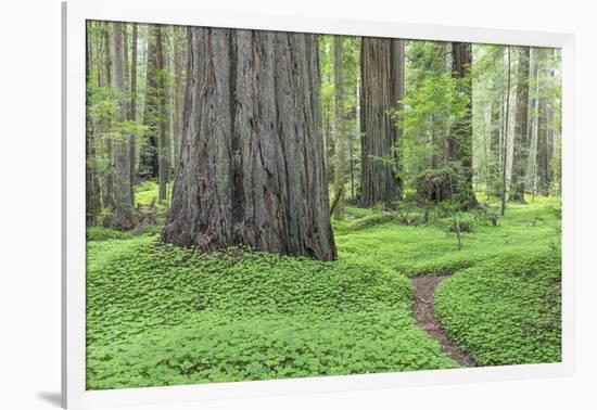 USA, California, Humboldt Redwoods State Park. Redwood tree scenic.-Jaynes Gallery-Framed Photographic Print