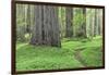 USA, California, Humboldt Redwoods State Park. Redwood tree scenic.-Jaynes Gallery-Framed Photographic Print