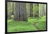 USA, California, Humboldt Redwoods State Park. Redwood tree scenic.-Jaynes Gallery-Framed Photographic Print