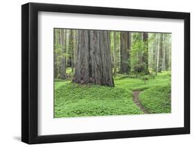 USA, California, Humboldt Redwoods State Park. Redwood tree scenic.-Jaynes Gallery-Framed Photographic Print