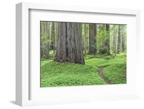 USA, California, Humboldt Redwoods State Park. Redwood tree scenic.-Jaynes Gallery-Framed Photographic Print