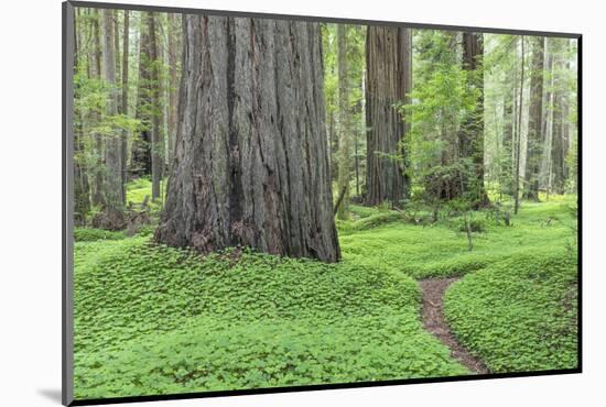 USA, California, Humboldt Redwoods State Park. Redwood tree scenic.-Jaynes Gallery-Mounted Photographic Print