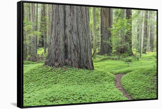 USA, California, Humboldt Redwoods State Park. Redwood tree scenic.-Jaynes Gallery-Framed Stretched Canvas