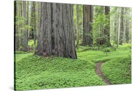 USA, California, Humboldt Redwoods State Park. Redwood tree scenic.-Jaynes Gallery-Stretched Canvas