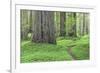 USA, California, Humboldt Redwoods State Park. Redwood tree scenic.-Jaynes Gallery-Framed Photographic Print