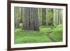 USA, California, Humboldt Redwoods State Park. Redwood tree scenic.-Jaynes Gallery-Framed Photographic Print