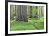 USA, California, Humboldt Redwoods State Park. Redwood tree scenic.-Jaynes Gallery-Framed Photographic Print