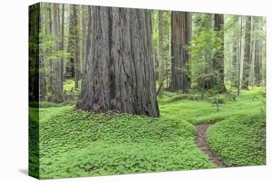 USA, California, Humboldt Redwoods State Park. Redwood tree scenic.-Jaynes Gallery-Stretched Canvas