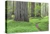 USA, California, Humboldt Redwoods State Park. Redwood tree scenic.-Jaynes Gallery-Stretched Canvas