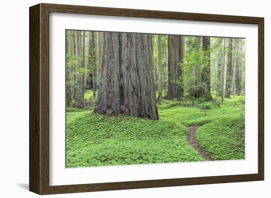 USA, California, Humboldt Redwoods State Park. Redwood tree scenic.-Jaynes Gallery-Framed Photographic Print