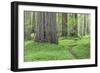 USA, California, Humboldt Redwoods State Park. Redwood tree scenic.-Jaynes Gallery-Framed Photographic Print