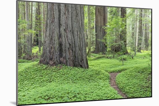 USA, California, Humboldt Redwoods State Park. Redwood tree scenic.-Jaynes Gallery-Mounted Photographic Print