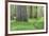 USA, California, Humboldt Redwoods State Park. Redwood tree scenic.-Jaynes Gallery-Framed Premium Photographic Print