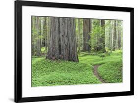 USA, California, Humboldt Redwoods State Park. Redwood tree scenic.-Jaynes Gallery-Framed Premium Photographic Print