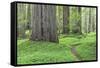 USA, California, Humboldt Redwoods State Park. Redwood tree scenic.-Jaynes Gallery-Framed Stretched Canvas