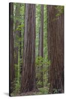 USA, California, Humboldt Redwoods State Park. Redwood tree scenic.-Jaynes Gallery-Stretched Canvas