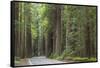 USA, California, Humboldt Redwoods State Park. Road through redwood forest.-Jaynes Gallery-Framed Stretched Canvas