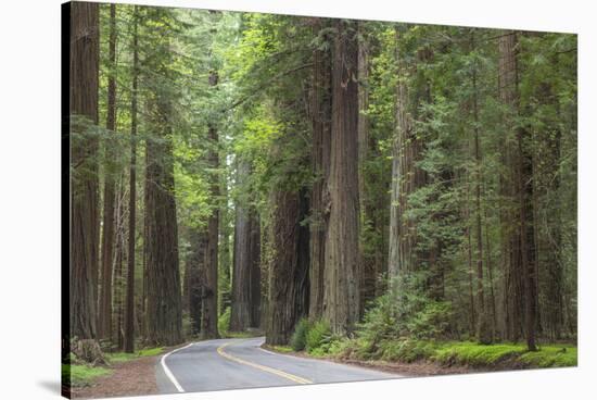 USA, California, Humboldt Redwoods State Park. Road through redwood forest.-Jaynes Gallery-Stretched Canvas